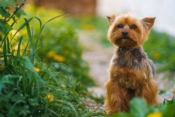 yorkshire terrier on the grass