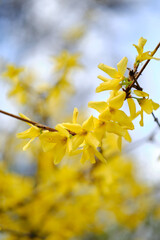 Forsythia bush with many yellow flowers on a sunny day in the park on springtime. Close up view with blurred background and soft bokeh of blue sky. Jevremovac Botanical Garden Belgrade.