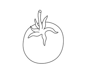 Vector isolated one single simple cherry tomato  colorless black and white contour line easy drawing