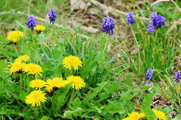 タンポポとムスカリ