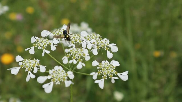 Dettaglio ravvicinato di un fiore selvatico bianco di Orlaya grandiflora con un piccolo insetto nero intento a impollinare su uno sfondo verde sfocato di un prato estivo