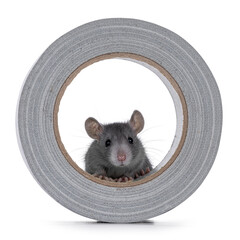 Cute young blue rat sitting in a standing roll grey tape. Peeping over edge. Isolated on a white background.