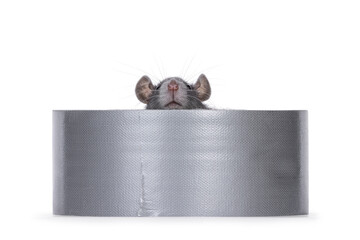 Cute young blue rat sitting in a laying down roll grey tape. Peeping over edge. Isolated on a white background.