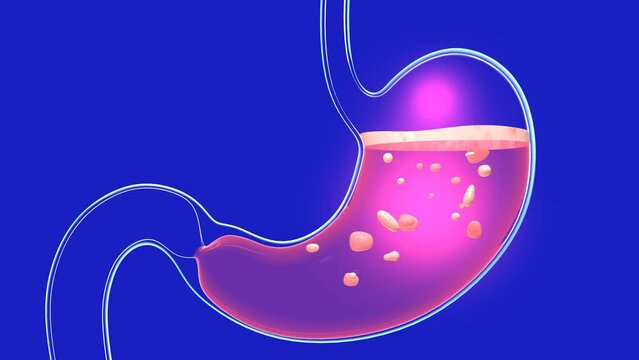 3D animation of stomach digesting with burning and heaviness. With food remains moving inside. Anatomy of transparent glass with lights and reflections.