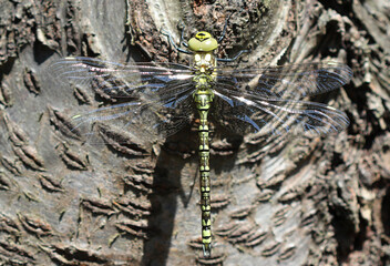 Blaugrüne Mosaikjungfer - Southern Hawker