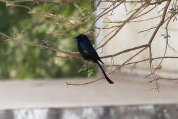 blackbird on a branch - obrazy, fototapety, plakaty