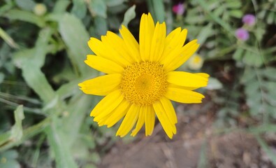 Yellow corn daisy (Glebionis segetum) flower blooms in nature. Close up.