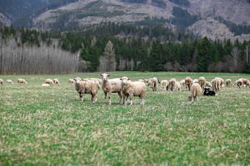 Obraz premium portrait of 3 sheep looking at the camera. in the background there is a flock of sheep grazing on a large meadow and hills
