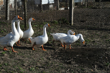 White geese on a gray background, low viewing angle. Goose cottage industry breeding.