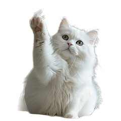White Cat Raise Hand