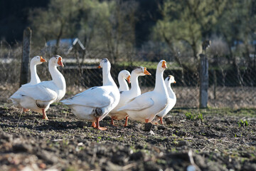White geese on a gray background, low viewing angle. Goose cottage industry breeding. 