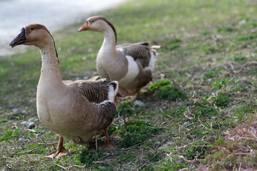 Close up two the gray geese on the meadow, side view. Goose cottage industry breeding. Ethical...