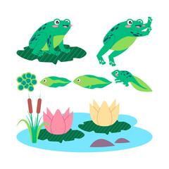 green color frog life cycle egg tadpole froglet and adult frog animal transformation amphibian creature