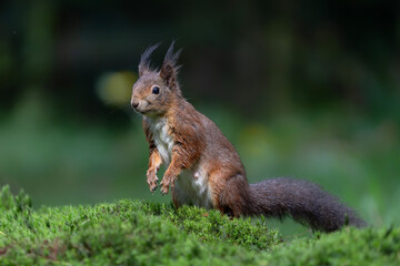 Eurasian red squirrel (Sciurus vulgaris) in the forest of Noord Brabant in the Netherlands.    