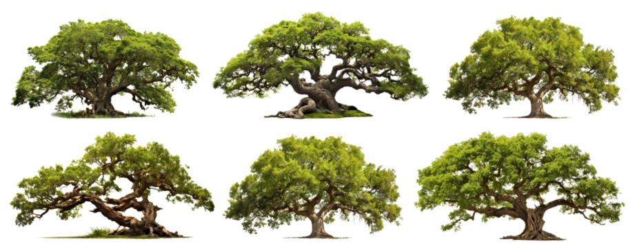 Set of lush trees, cut out