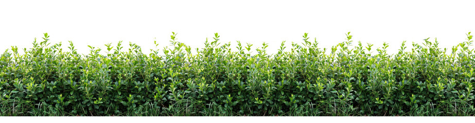 Obraz premium Green fence rectangular boxwood shrubs on transparent. Ornamental plant for decorate of a park, a garden or a green fence. Foliage for spring and summer card design