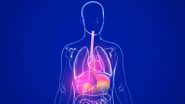 3D animation of stomach with heartburn and reflux. Fire in motion. In a human body and transparent glass internal organs. Dark blue background.