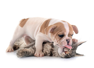 maine coon kitten and french bulldog
