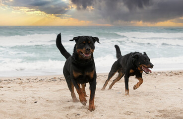 rottweiler and beauceron on the beach