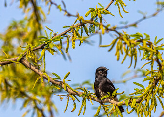 A bush Chat