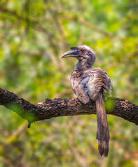 A Grey Hornbill