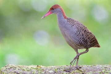 residential grey bird of thailand, slaty-breasted rail walking on green ground spot nicely pose over fine blur green background