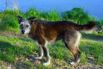 ordinary black with a gray muzzle smart old friendly with  ears homeless dog stands on the green grass near the lake and looks