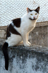 black and white cat standing on the wall looking the camera