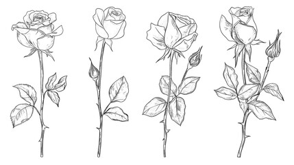Rose flowers collection in simple line art style