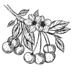Cherry branch blossom with flower and berries engraving PNG illustration. Scratch board style imitation. Black and white hand drawn image. - 783254846