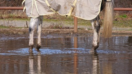Racing Horse Standing in Water Puddle on Muddy Paddock