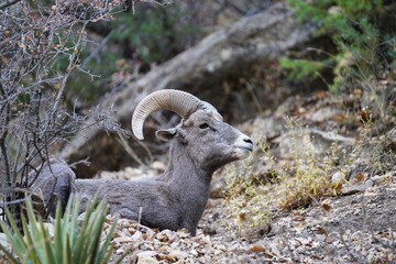 Bighorn sheep in Grand Canyon.