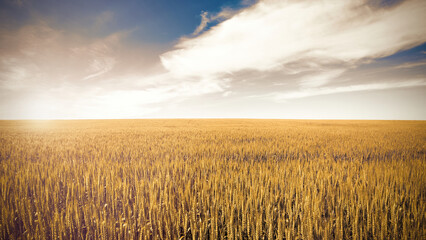 Field of Golden wheat under the blue sky and clouds. High quality photo