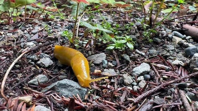 Banana slugs (Ariolimax sp) on the mud, rocky forest floor in  the redwood national park, California. Ariolimacidae family.  