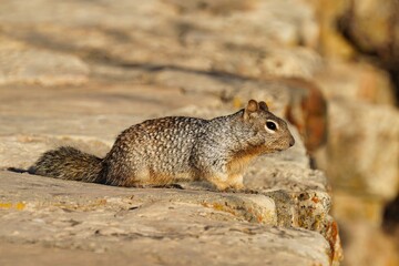 Naklejka na ściany i meble Rock squirrel in Grand Canyon.