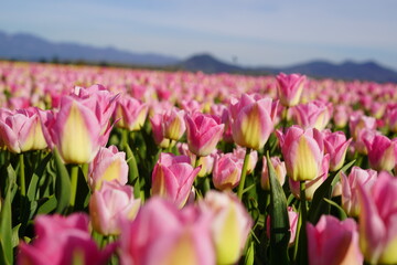 Tulips, Fields, Colorful, Flowers, Spring, Blooms, Meadow, Close-up, Petals, Vibrant, Garden, Nature, Fresh, Blossoms, Macro, Botanical, Beauty, Landscape, Scenic, Springtime, Outdoor, Growth, Beauty 