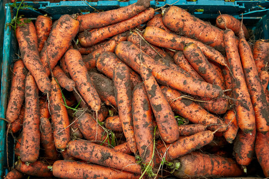 Carrots outside in a tray with soil 