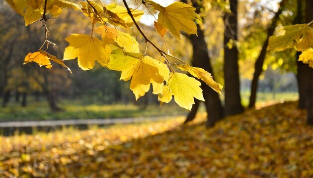 autumn leaves on a tree,autumn, leaves, tree, fall, leaf, nature, maple, yellow, forest, season, orange, foliage, branch, color, bright, 
