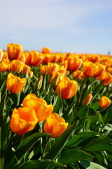 Tulips, Fields, Colorful, Flowers, Spring, Blooms, Meadow, Close-up, Petals, Vibrant, Garden, Nature, Fresh, Blossoms, Macro, Botanical, Beauty, Landscape, Scenic, Springtime, Outdoor, Growth, Beauty 