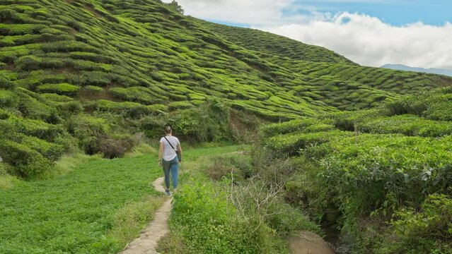 Following behind a female hiker walking in a tea plantation valley surrounded by green tea leaves and plants in the Cameron Highlands, Malaysia