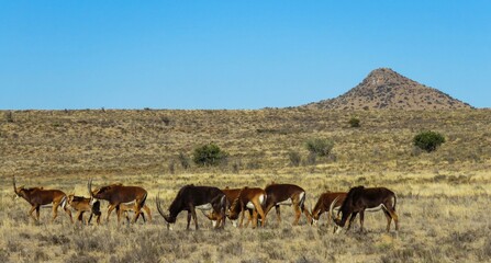 A herd of sable antelope (Hippotragus niger) near Mountain Zebra National Park.