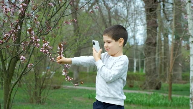 Boy taking pictures and shooting video on smartphone pink blossom ornamental plum in spring.