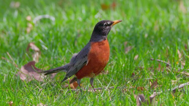 American Robin in grass flies away. Though they are familiar town and city birds, American Robins are at home in wilder areas