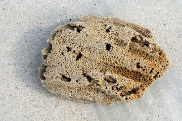 Sea sponge on beach