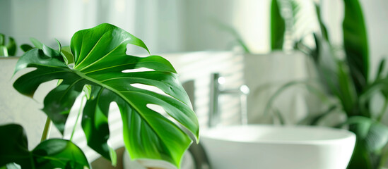 close up houseplant in the blurred corner modern bathroom