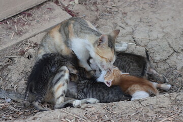Cat with her baby kittens in garden
