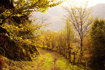 Landscape in the mountains of Georgia on an autumn day, an illuminated road, a broken wooden fence in a thicket of trees and fallen dry leaves