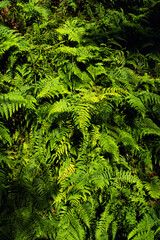 Green plant background of fern in boxwood forest.