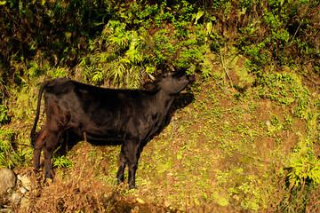 Black mountain eats grass in a mountainous area on a slope on a sunny day in autumn