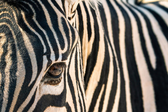 Fototapeta Zebra in Etosha National Park, Namibia, Africa.